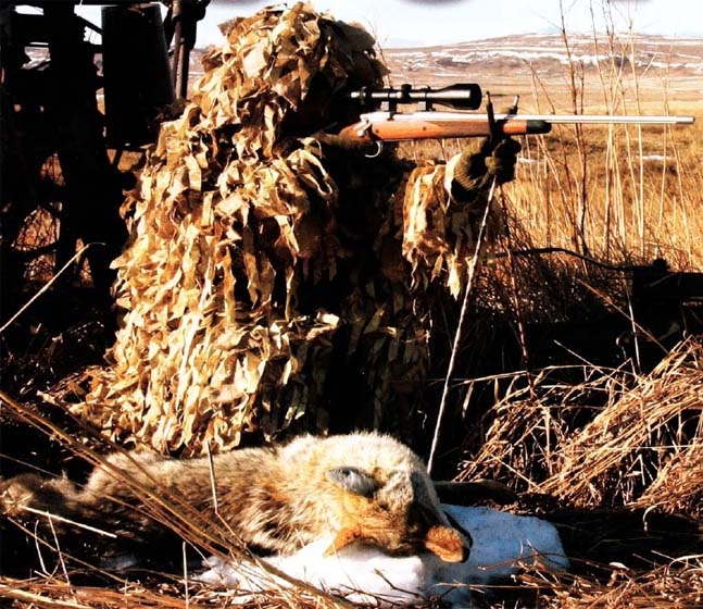 By Gordy Krahn - North American Hunter - Dec/Jan. 2008 Chinook Country Coyotes