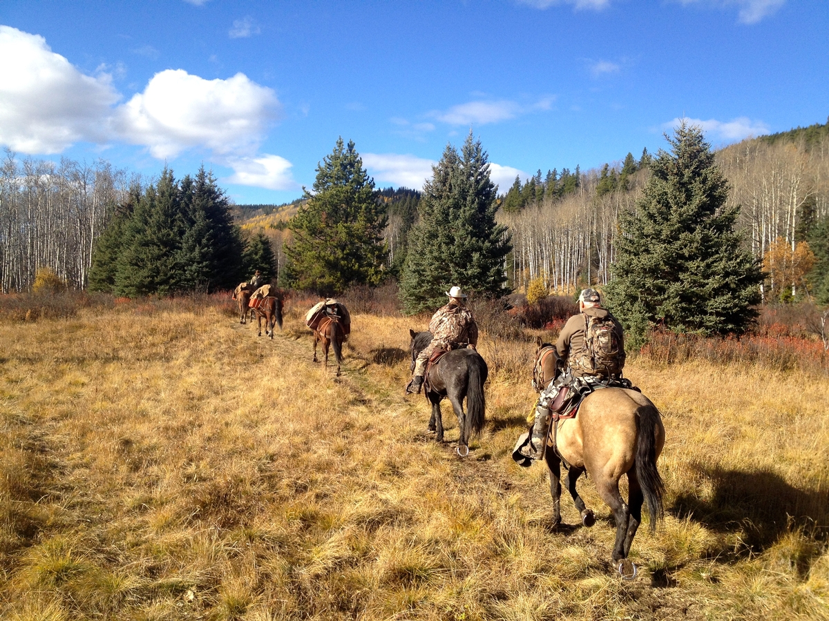 Rocky Mountain Bighorn Sheep Season Rocky Mountain Bighorn Sheep Season